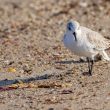 Bécasseau sanderling